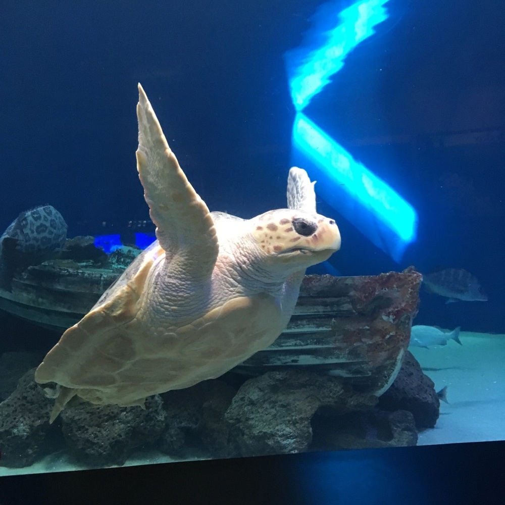 Meet your Posher, Savannah